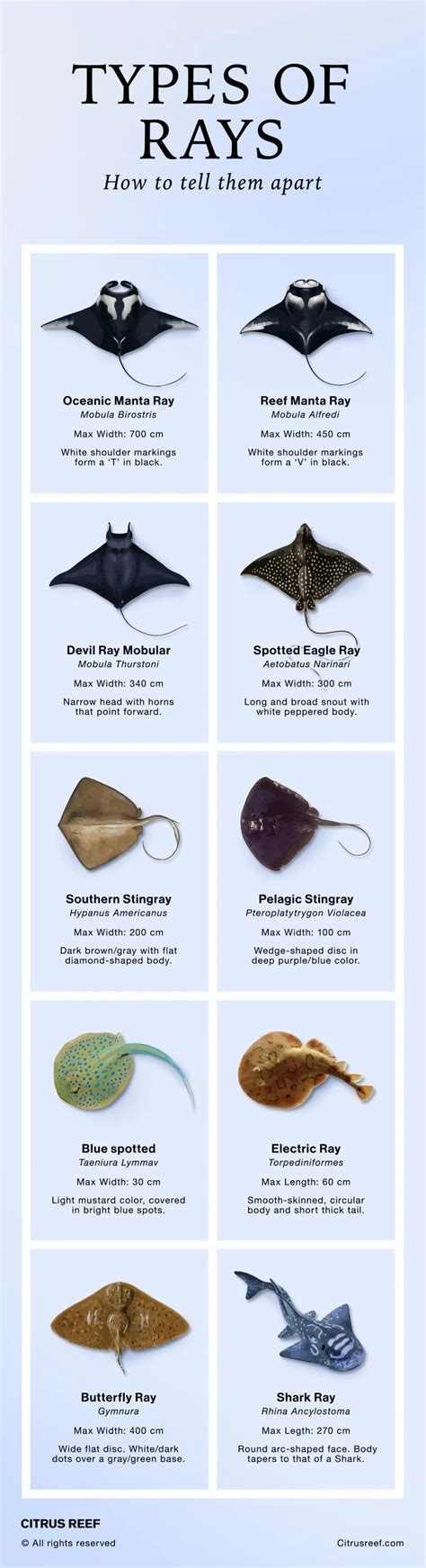 ray fish|Different Types of Rays: How to Tell Them Apart .
